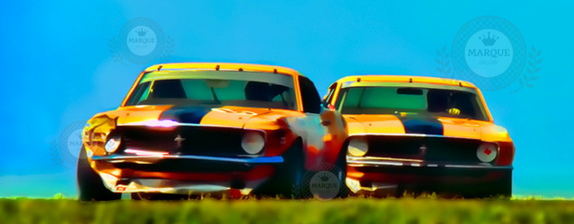 Trans-Am Mustangs
